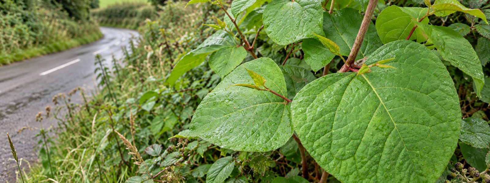 Knotweed Removal in Bracknell
