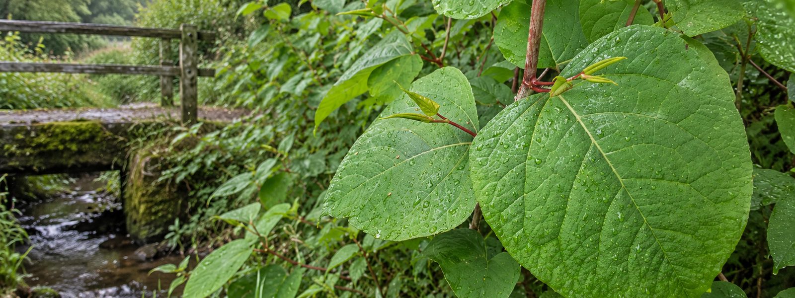 Knotweed Removal in Bath